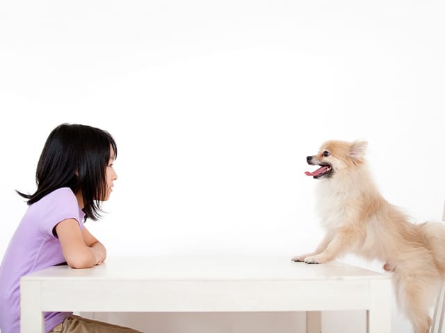 女の子と向かい合う犬