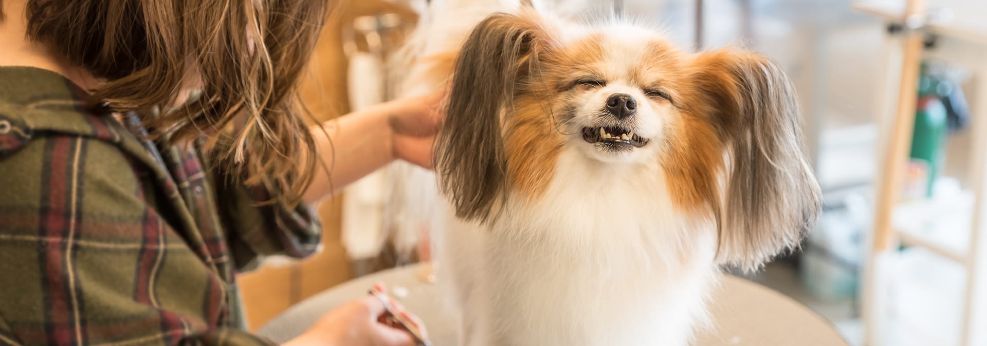 犬の床屋プーさん