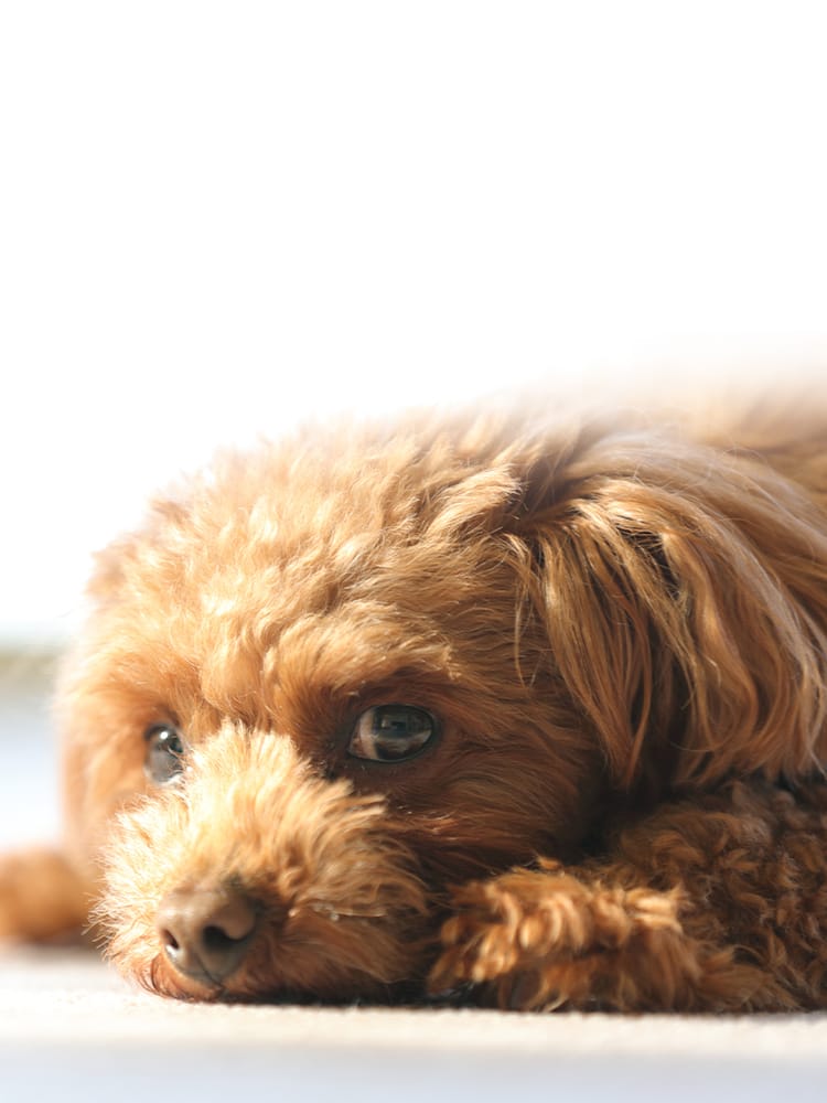 犬の床屋プーさん