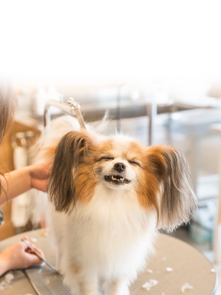 犬の床屋プーさん