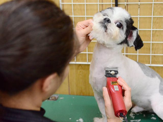 トリミング中の犬