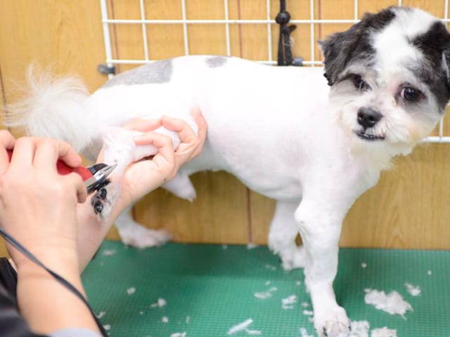 トリミング中の犬