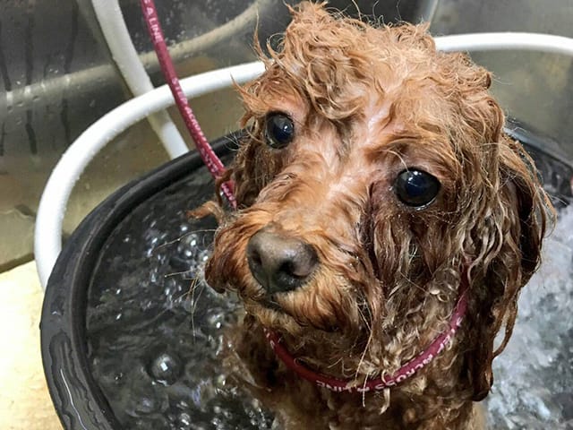 炭酸浴中の犬